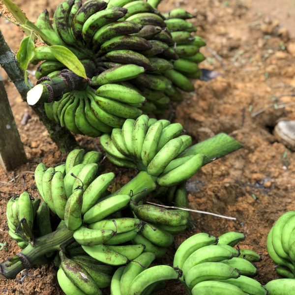 banana banana