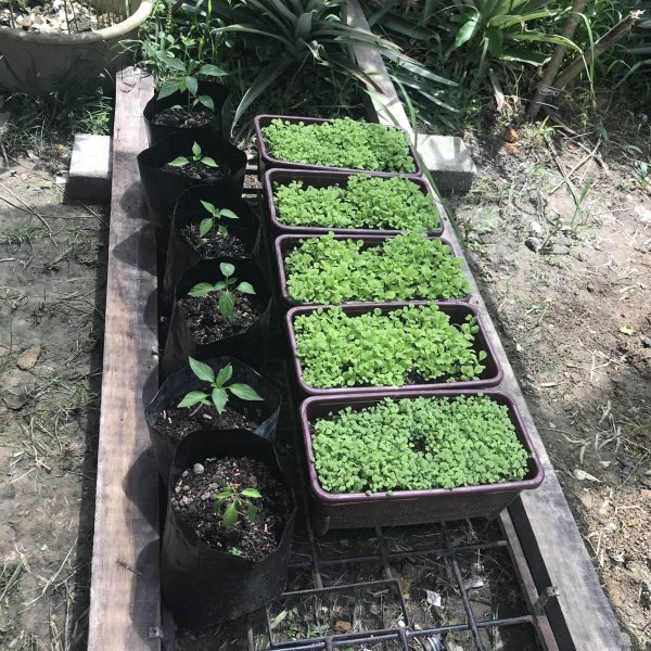 farm farm