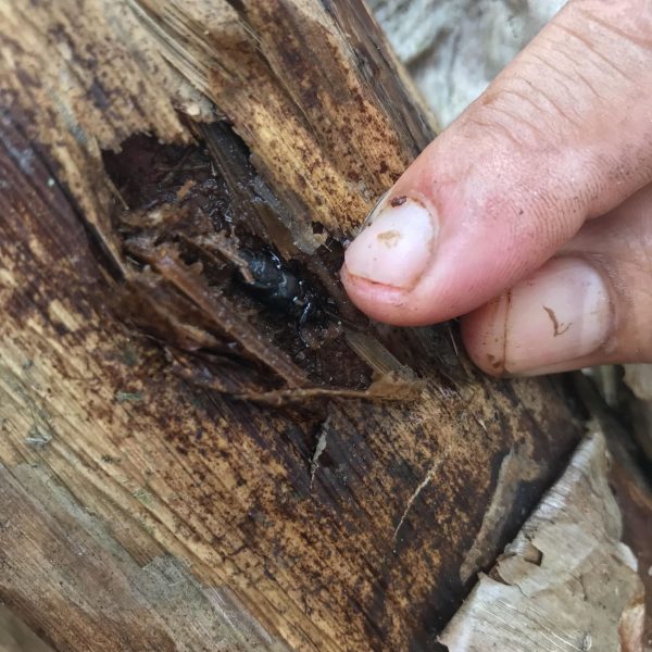 parasite parasite