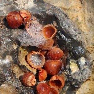 soapnut use in washing